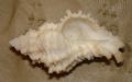 Coralliophila&nbsp;squamosa
